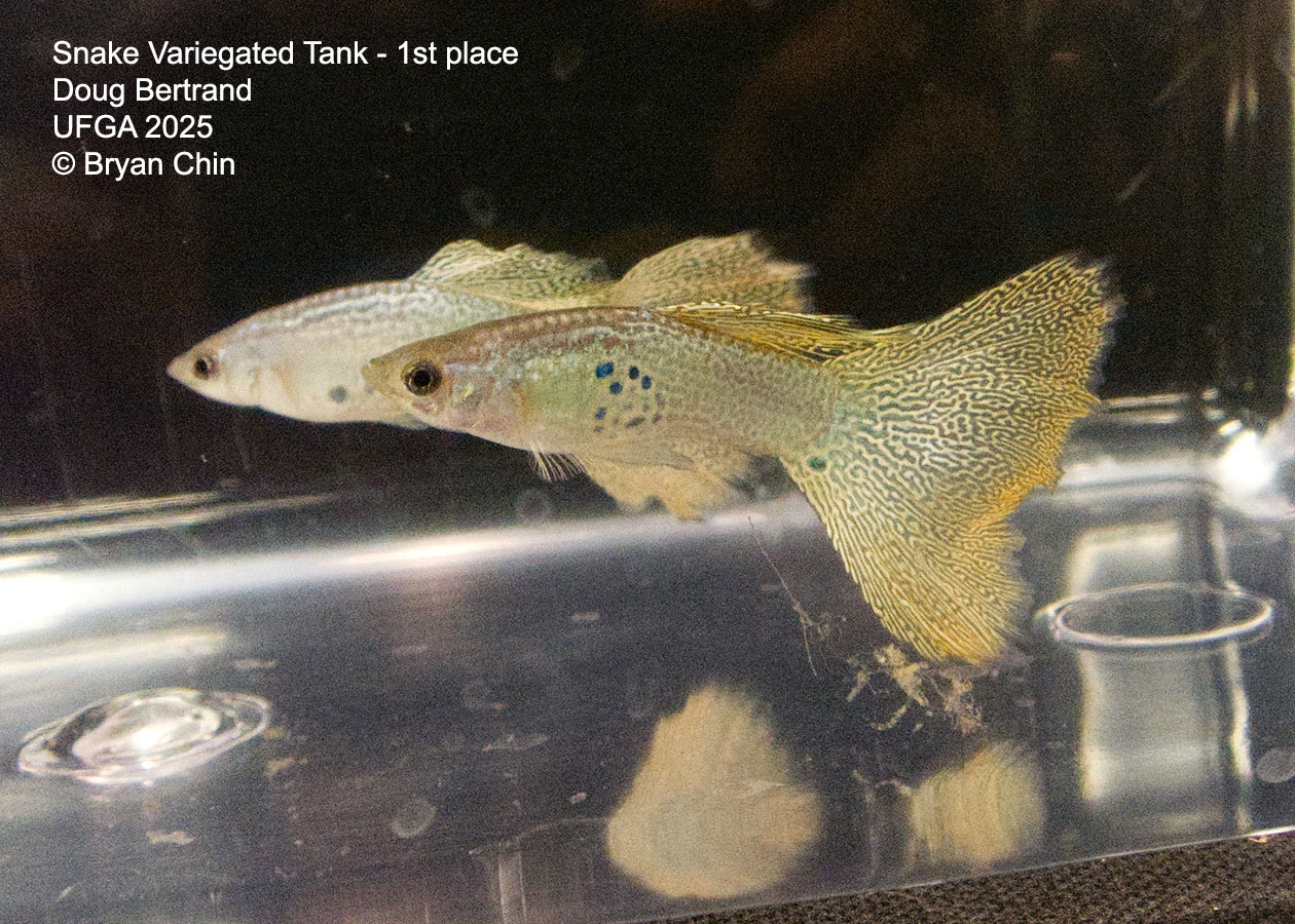 Guppy Variegated Snakeskin